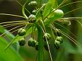 Fiji Arrowroot